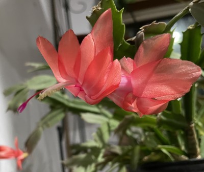 4506E899-6C7F-4938-8F12-C10899977EA9.jpeg