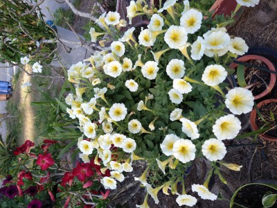 IMG_20220326_180021305.jpg