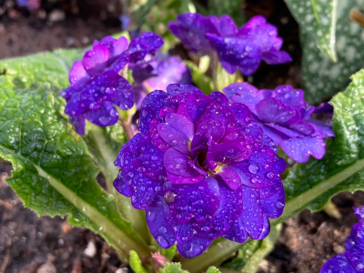 IMG_3334.png