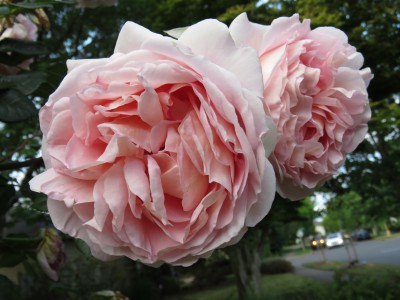 roses may 2021.JPG