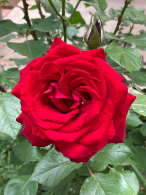 IMG_3686 1.png