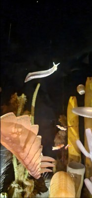 Screenshot_20220913-163344_Gallery.jpg