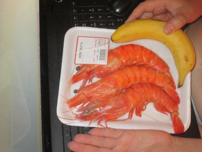 Shrimps.jpeg