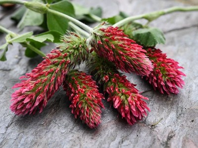 grains-and-cover-crops-crimson-clover-lss-dsc_8147.jpg