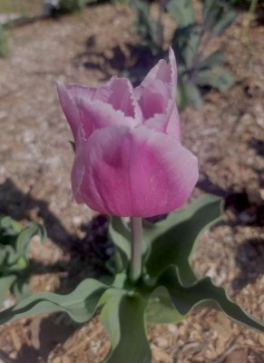 475f856850b8d3c55f626b9d494684dc40e7211fb37036d621668b7f30dd6f67 copy.jpg