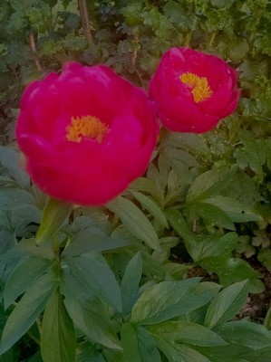 f20dab65d2efba3b076d39e90ae2f842514070c9949291ce4ea2d1a349edd04f copy.jpg