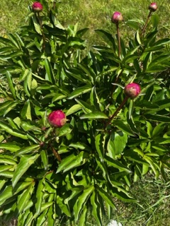 IMG_5488.jpeg