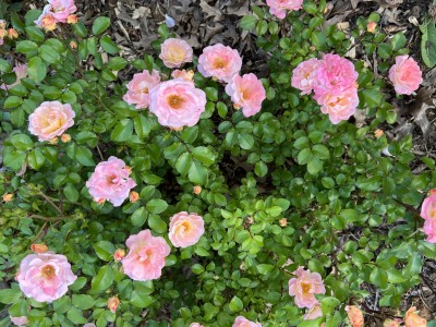 IMG_1689.jpeg