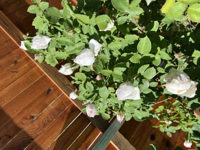 IMG_1577.jpeg
