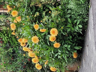 20220903_102848 - Copy.jpg