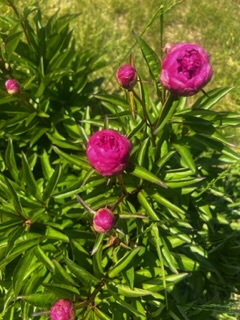 IMG_5535.jpeg