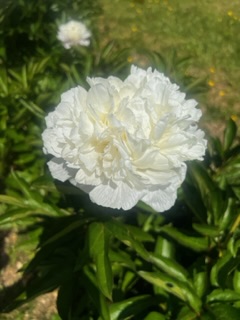 IMG_5533.jpeg