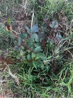 IMG_5539.jpeg
