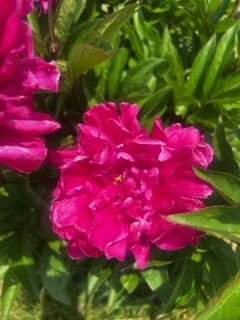 IMG_5592.jpeg