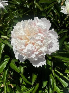 IMG_5532.jpeg