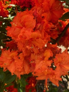 IMG_5560.jpeg