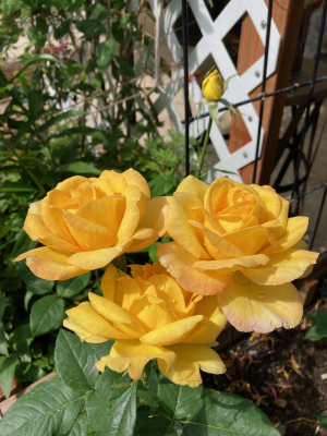 IMG_6744 1.png