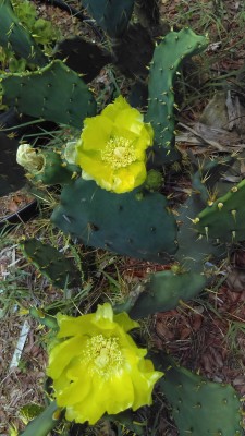 IMAG0710-2.jpg