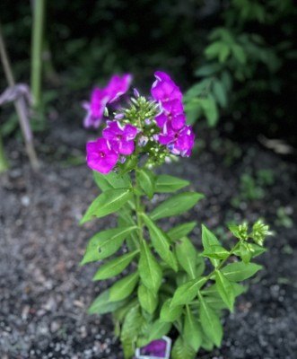 IMG_5378.jpeg