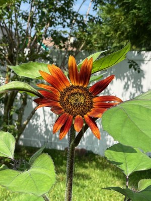 thumbnail (1).jpg