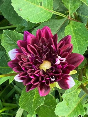 thumbnail (15).jpg
