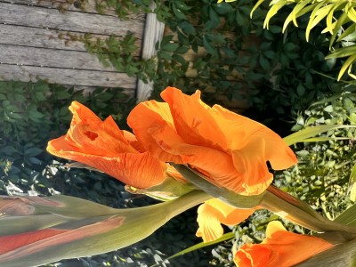 IMG_2749.jpeg