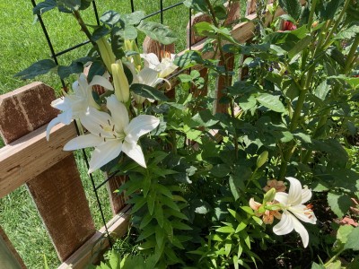 IMG_6868.jpg