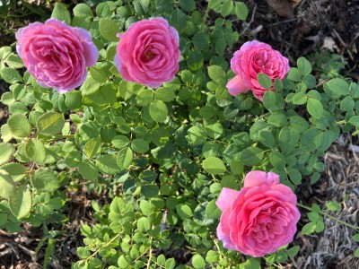 IMG_3138.jpeg