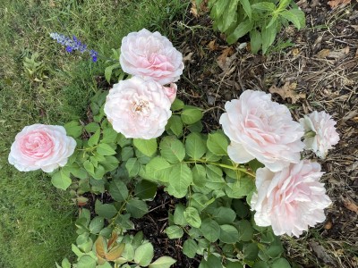 IMG_3140.jpeg