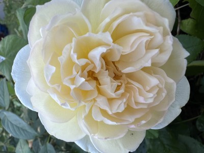 IMG_3129.jpeg
