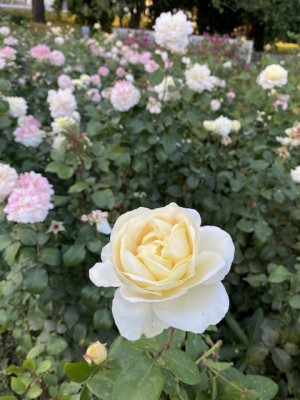 IMG_1540.jpeg