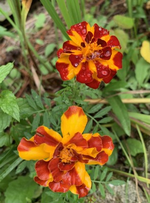 IMG_8481.jpeg