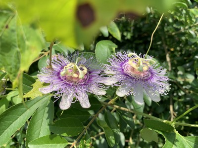 IMG_9608.jpeg