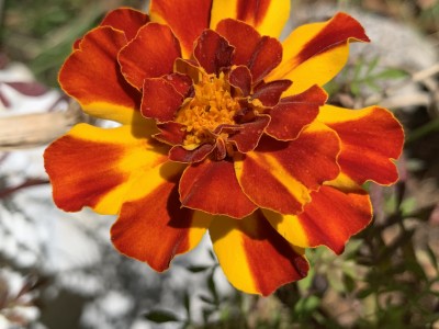 IMG_9901.jpeg