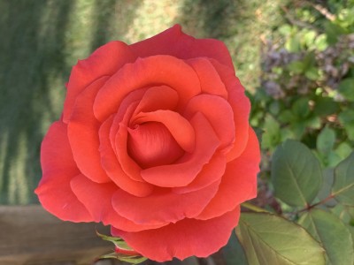 IMG_9904.jpeg