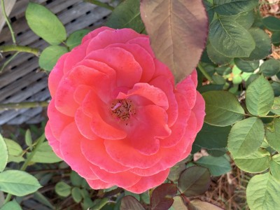IMG_9903.jpeg