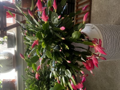 IMG_7241.jpeg