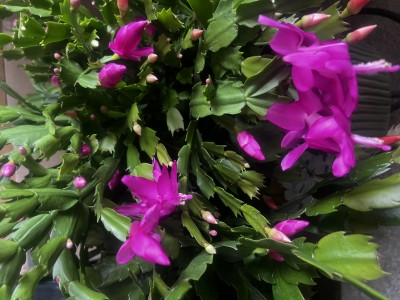IMG_7308.jpeg