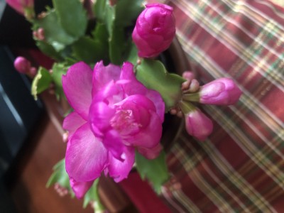 IMG_2549.jpeg