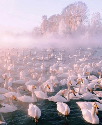 Озеро Светлое_Алтай.jpg