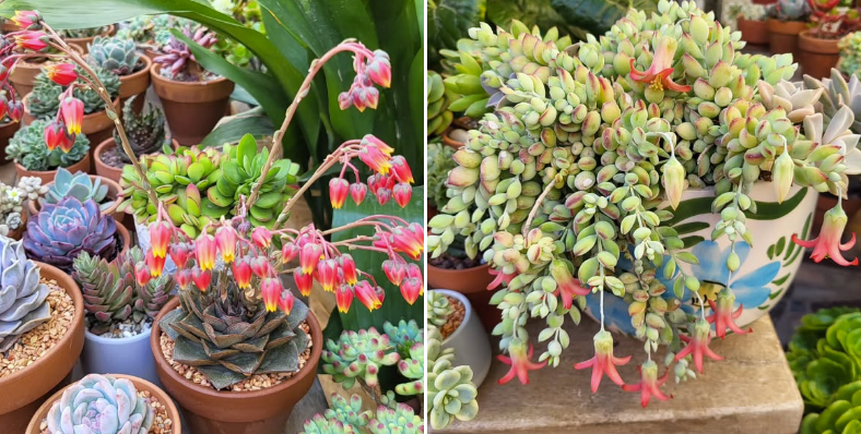 Screenshot 2025-01-31 085147.png