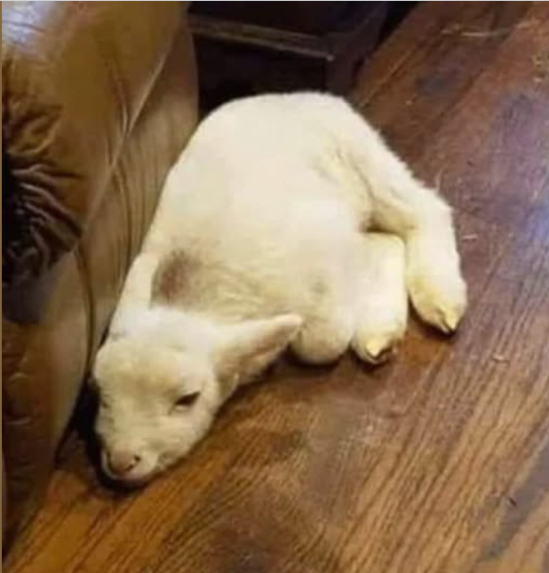 Screenshot 2025-04-25 074551.png