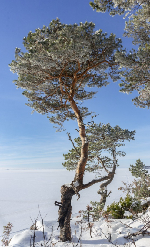 Screenshot 2026-03-19 075128.png