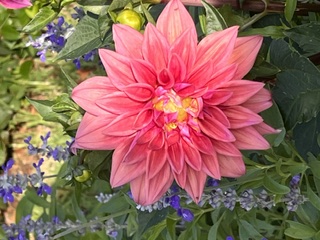 IMG_4412.jpeg