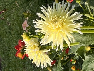 IMG_4411.jpeg