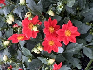 IMG_4383.jpeg