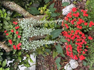 IMG_4417.jpeg