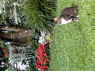 IMG_4336.jpeg