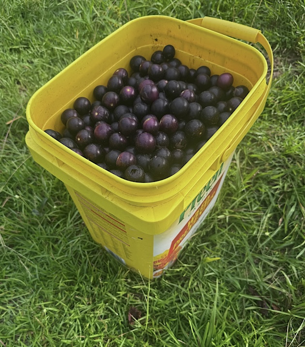 IMG_4896.jpeg
