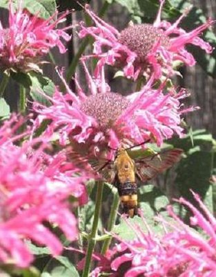 IMG_6066 - Copy (3).JPG